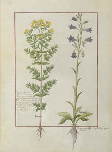 Two flowering plants from The Book of Simple Medicines by Mattheaus Platearius by Robinet Testard